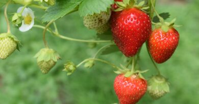 Erdbeeren selbst pflücken Schweden