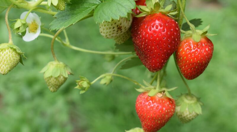 Erdbeeren selbst pflücken Schweden