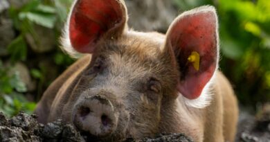 Schweinezüchter verurteilt Tiermissbrauch