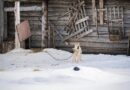 Ab Juli gelten in Lettland deutliche strengere Vorschriften bei Haustierhaltung