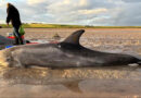 „Unglaubliche Arbeit“: Spaziergänger retten gestrandete Delfine