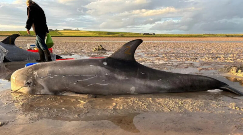 „Unglaubliche Arbeit“: Spaziergänger retten gestrandete Delfine