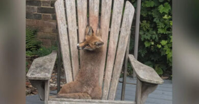 Fuchswelpe nach skurriler Klemme in Gartenstuhl gerettet