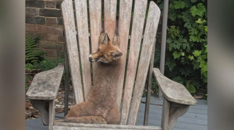 Fuchswelpe nach skurriler Klemme in Gartenstuhl gerettet