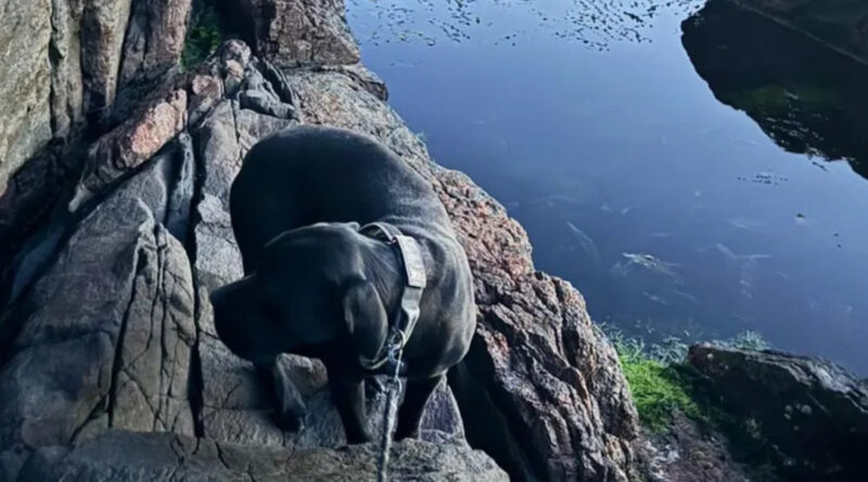 „Überglücklich“: 7 Tage vermisster Hund von Felsvorsprung gerettet