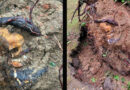 Schädelknochen in Wurzeln von umgestürztem Baum entdeckt