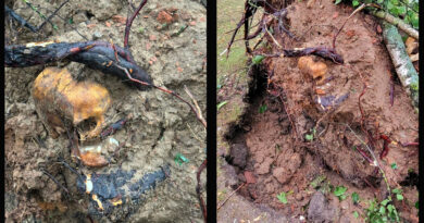 Schädelknochen in Wurzeln von umgestürztem Baum entdeckt