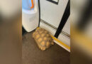 Auf Gleise verirrte Schildkröte verursacht Bahnchaos