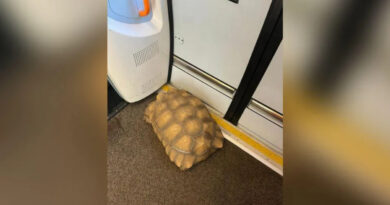 Auf Gleise verirrte Schildkröte verursacht Bahnchaos