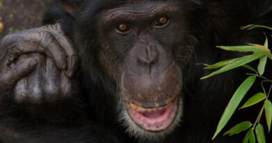 Schimpanse Kampf