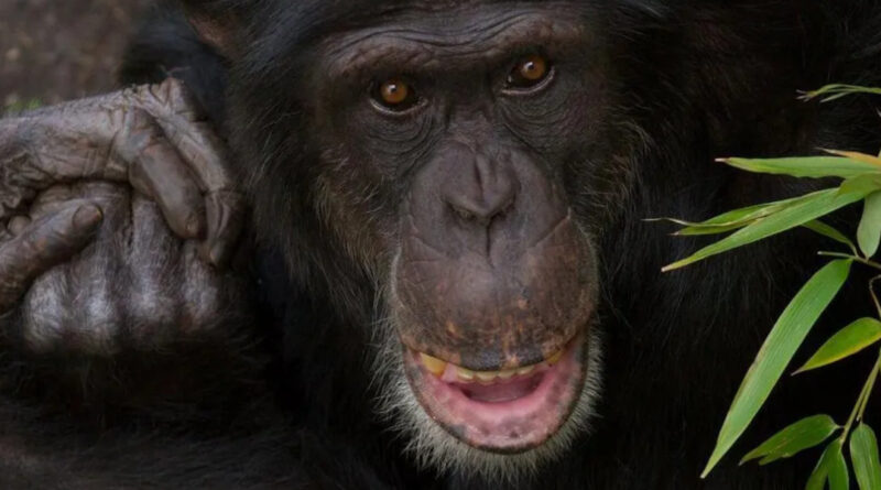 Schimpanse Kampf
