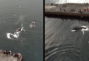 Schöne Überraschung: Buckelwale in isländischem Hafen „aufgetaucht“