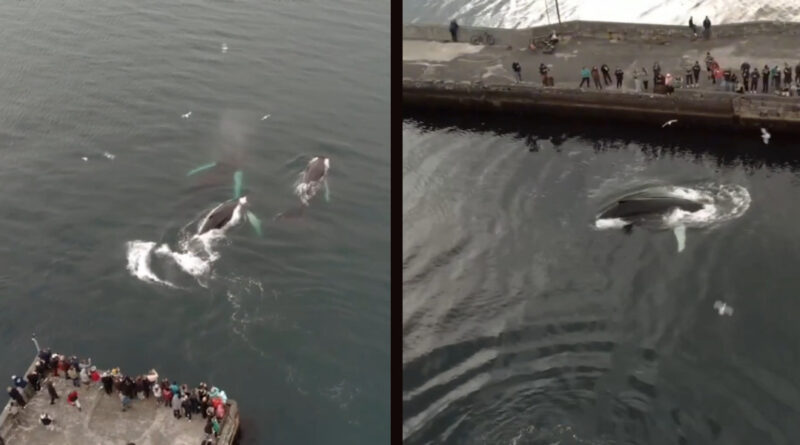 Wunderbare Überraschung: Buckelwale in Ostisland „aufgetaucht“