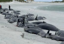 77 Wale bei Massenstrandung gestorben
