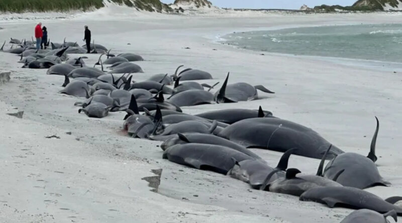 Massenstrandung von 77 Walen: Kadaver-Beseitigung im Eiltempo