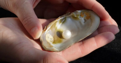 Vor 60 Jahren gefundene Abernethy-Perle kommt unter den Hammer