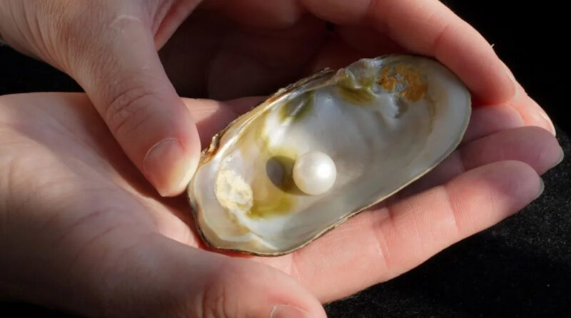 Vor 60 Jahren gefundene Abernethy-Perle kommt unter den Hammer