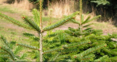 Weihnachtsbaum Dänemark