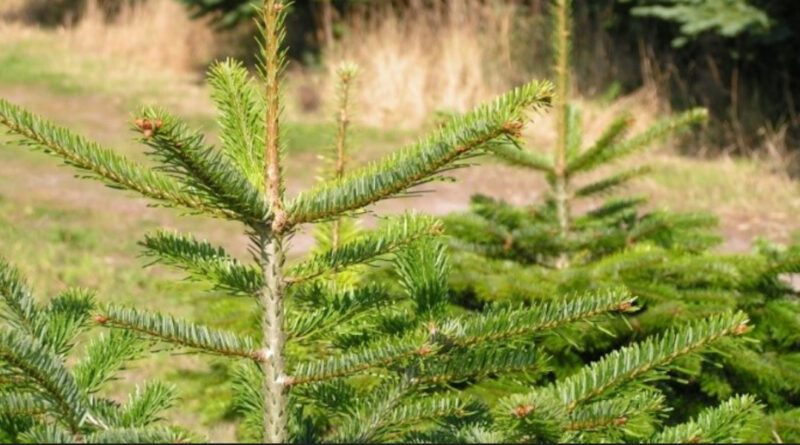 Weihnachtsbaum Dänemark