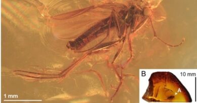 Mücken-Fossil im Bernstein