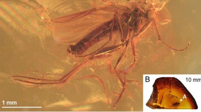 Mücken-Fossil im Bernstein