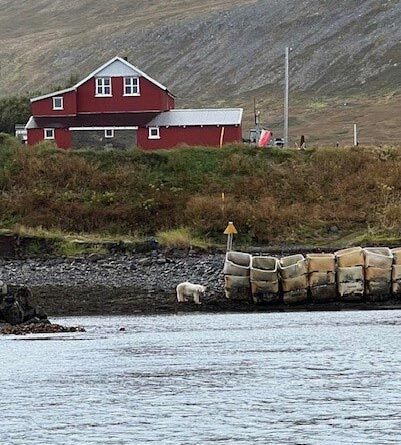 Gibt es Eisbären in Island?