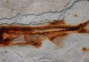 385 Mio. Jahre altes Fisch-Fossil auf Bürgersteig in Schottland entdeckt