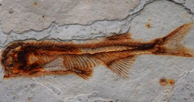 385 Mio. Jahre altes Fisch-Fossil auf Bürgersteig in Schottland entdeckt