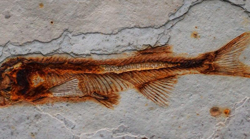 385 Mio. Jahre altes Fisch-Fossil auf Bürgersteig in Schottland entdeckt