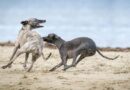 Ab 1. Oktober dürfen Hunde an den dänischen Stränden wieder frei herumlaufen