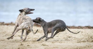 Hunde Strand Dänemark