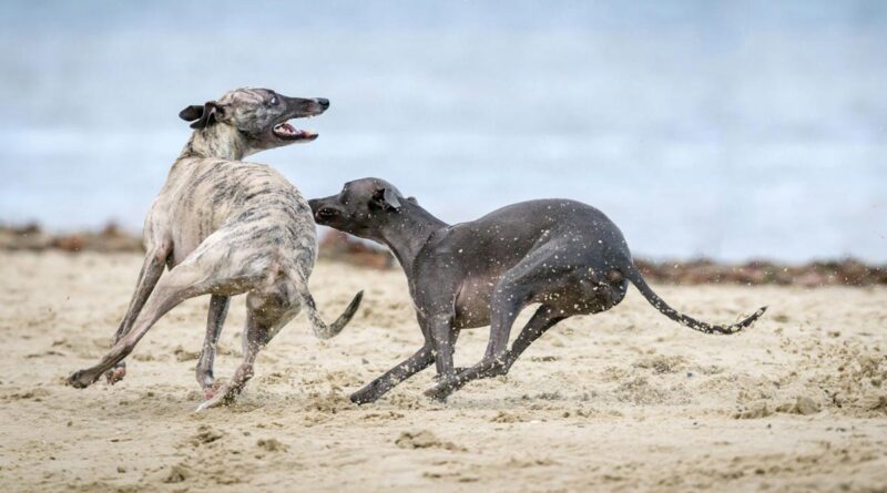 Hunde Strand Dänemark