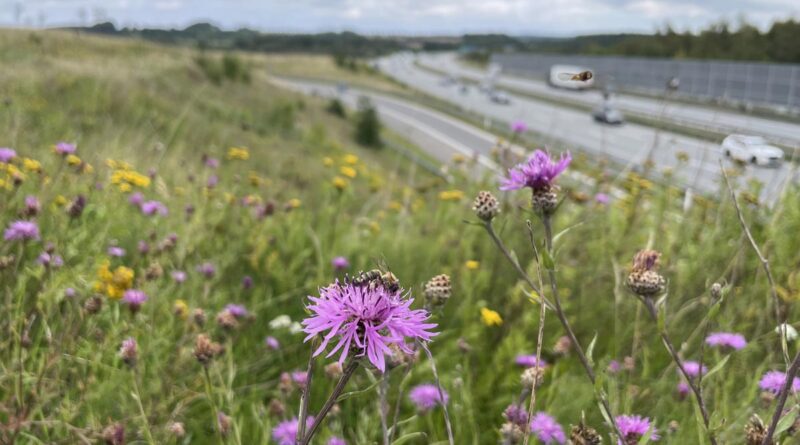 Insektenautobahn in Dänemark