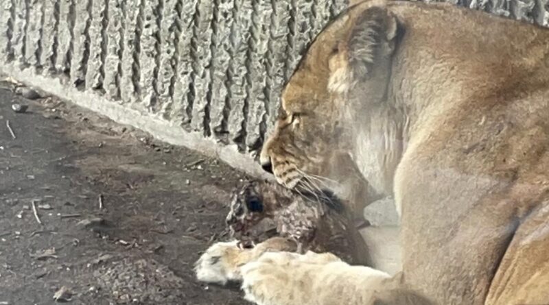 Löwenjunge im Zoo Kopenhagen