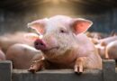 Die Sprache der Schweine verstanden: Bio-Schweine sind gar nicht glücklich