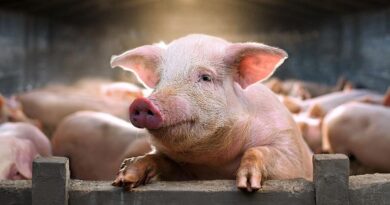 Die Sprache der Schweine verstanden: Bio-Schweine sind gar nicht glücklich