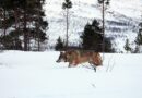 Ein genetisch wertvoller Wolf aus Norwegen lässt sich in Schweden nieder