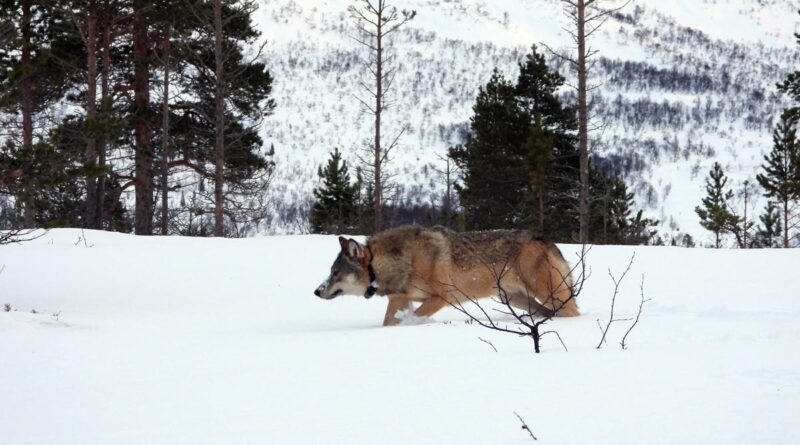 Wölfe in Skandinavien