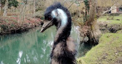 Emu Irvin England