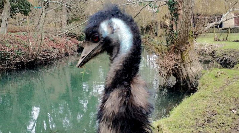 Emu Irvin England