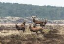 Nationalpark Thy in Dänemark wird ausgeweitet