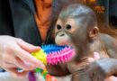 Lebensrettender Schritt: Orang-Utan-Baby in Spezialstation überführt