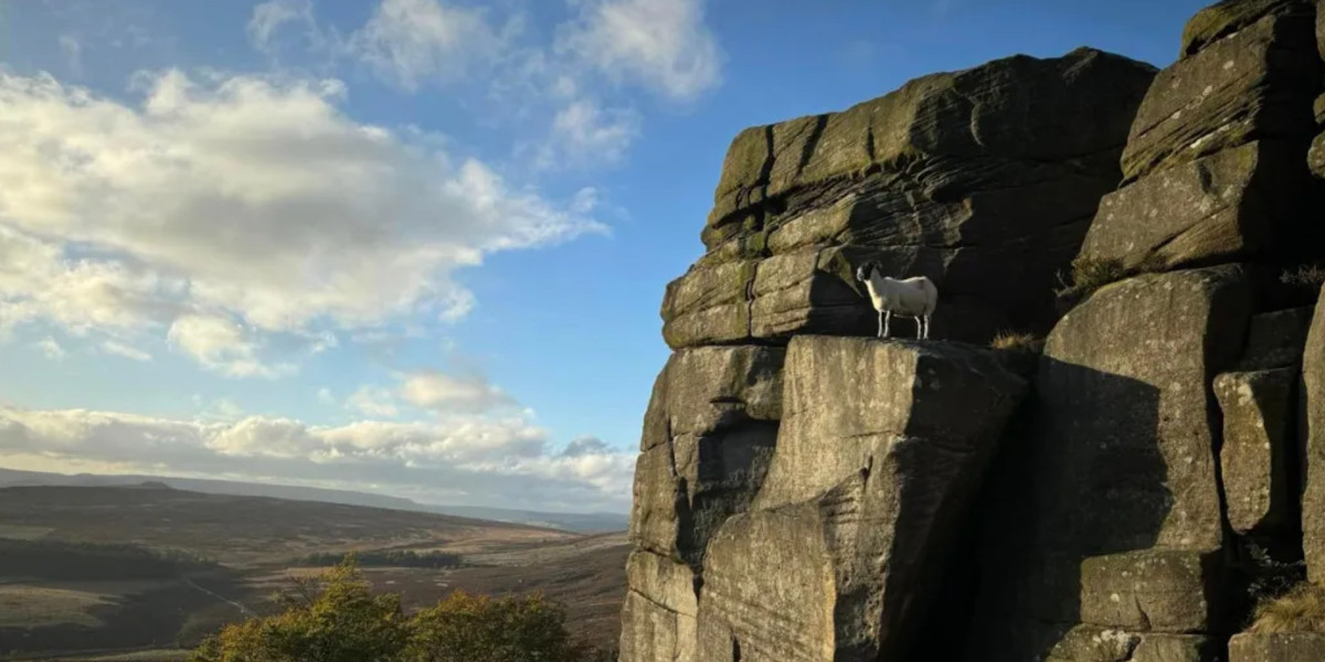 Dead end with valley view: sheep rescued from ledge