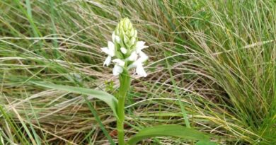 Windkraftanlagen, wo die Orchideen blüh’n – Klimaschutz gegen Natur?