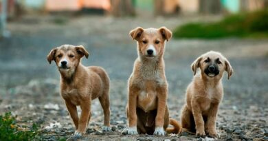 Verhalten von Hunden durch Hundetraining ändern