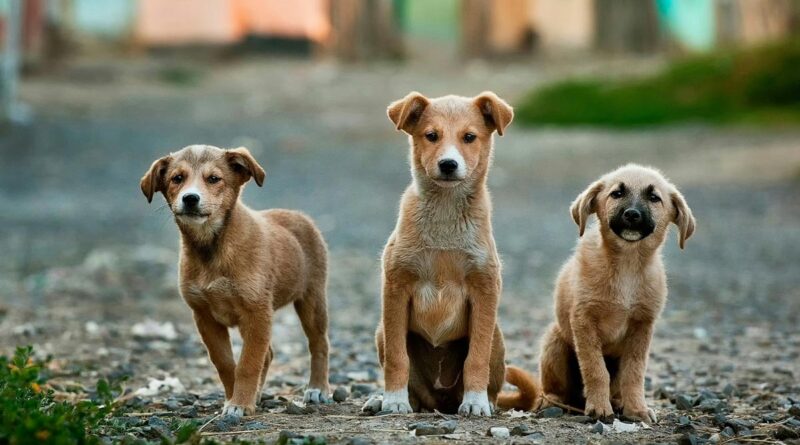 Verhalten von Hunden durch Hundetraining ändern