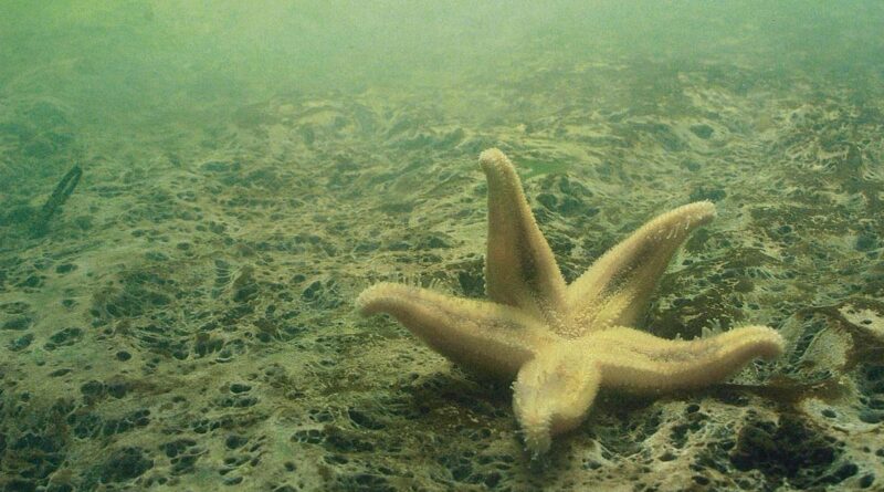 Sauerstoffmangel in der Ostsee Dänemark