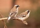 Ornithologie: Warum helfen bei Weißbrauenwebern Töchter mehr im „Haushalt“ als Söhne?