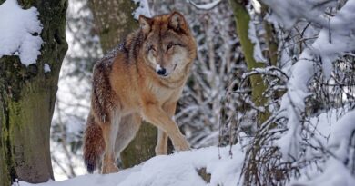 Wolf in Schweden