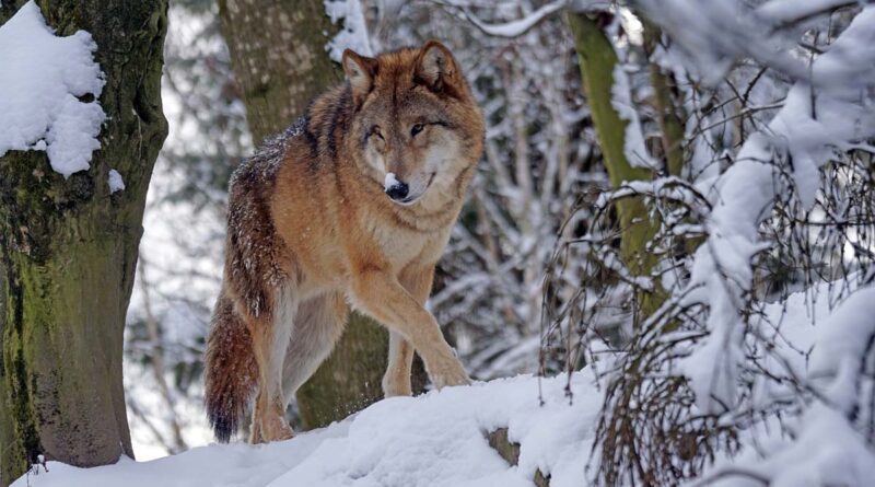 Wolf in Schweden